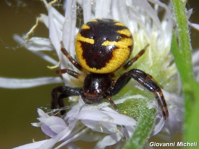 Synema globosum - Pontevecchio (MI)